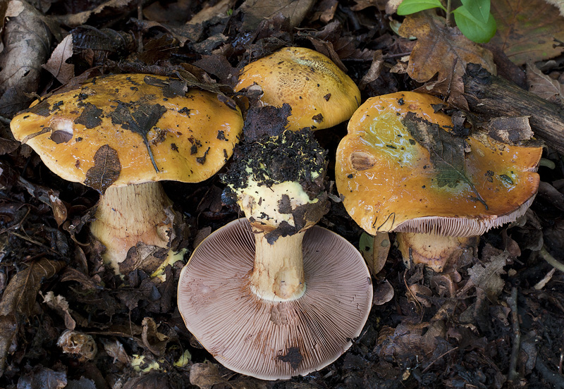 Cortinarius prodigiosus